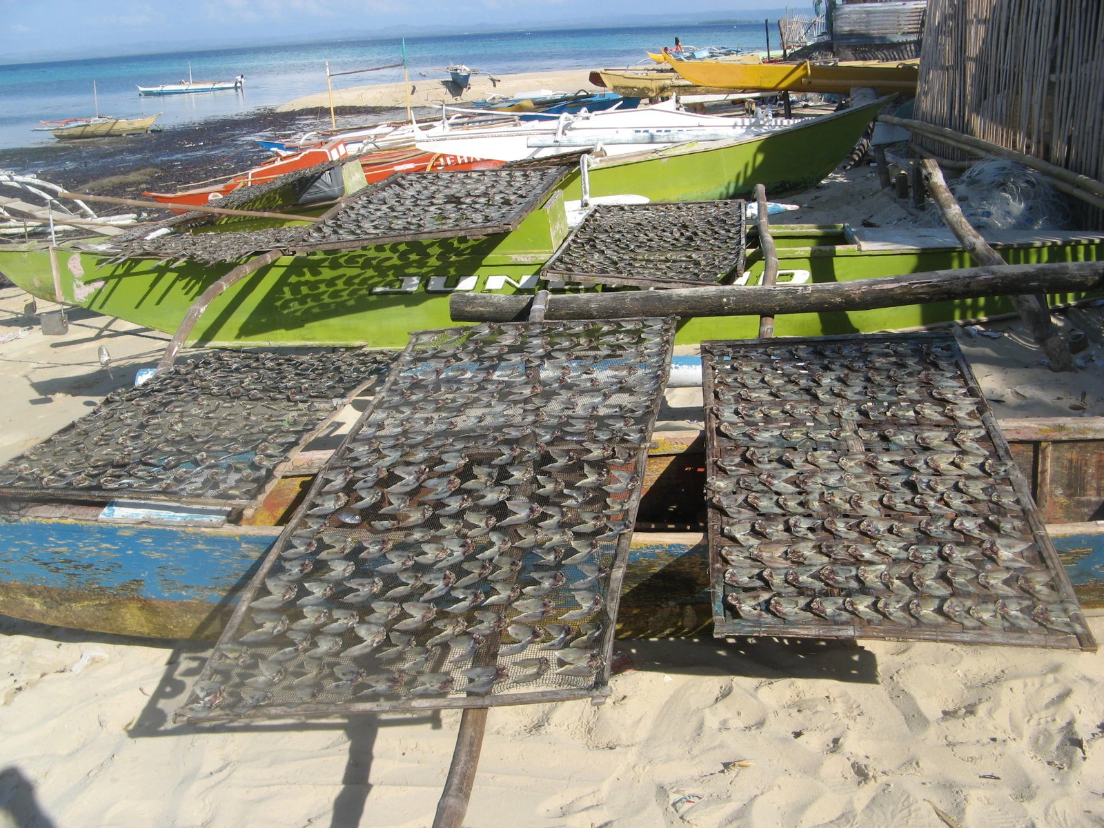Fish tails are laid out to dry.