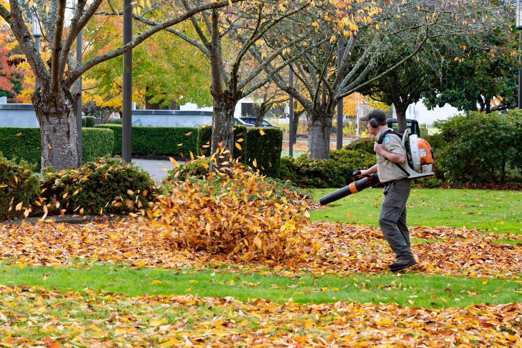 A landscape worker blowing leaves from the lawn on the capitol mall in Salem, Oregon.