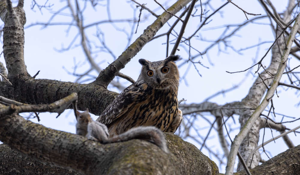 Flaco the owl in a tree with a squirrel.