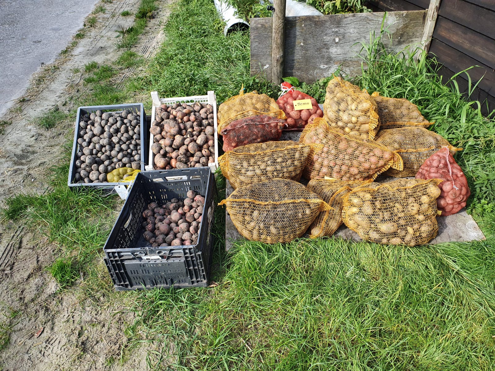 Potatoes in bags and boxes in the grass.