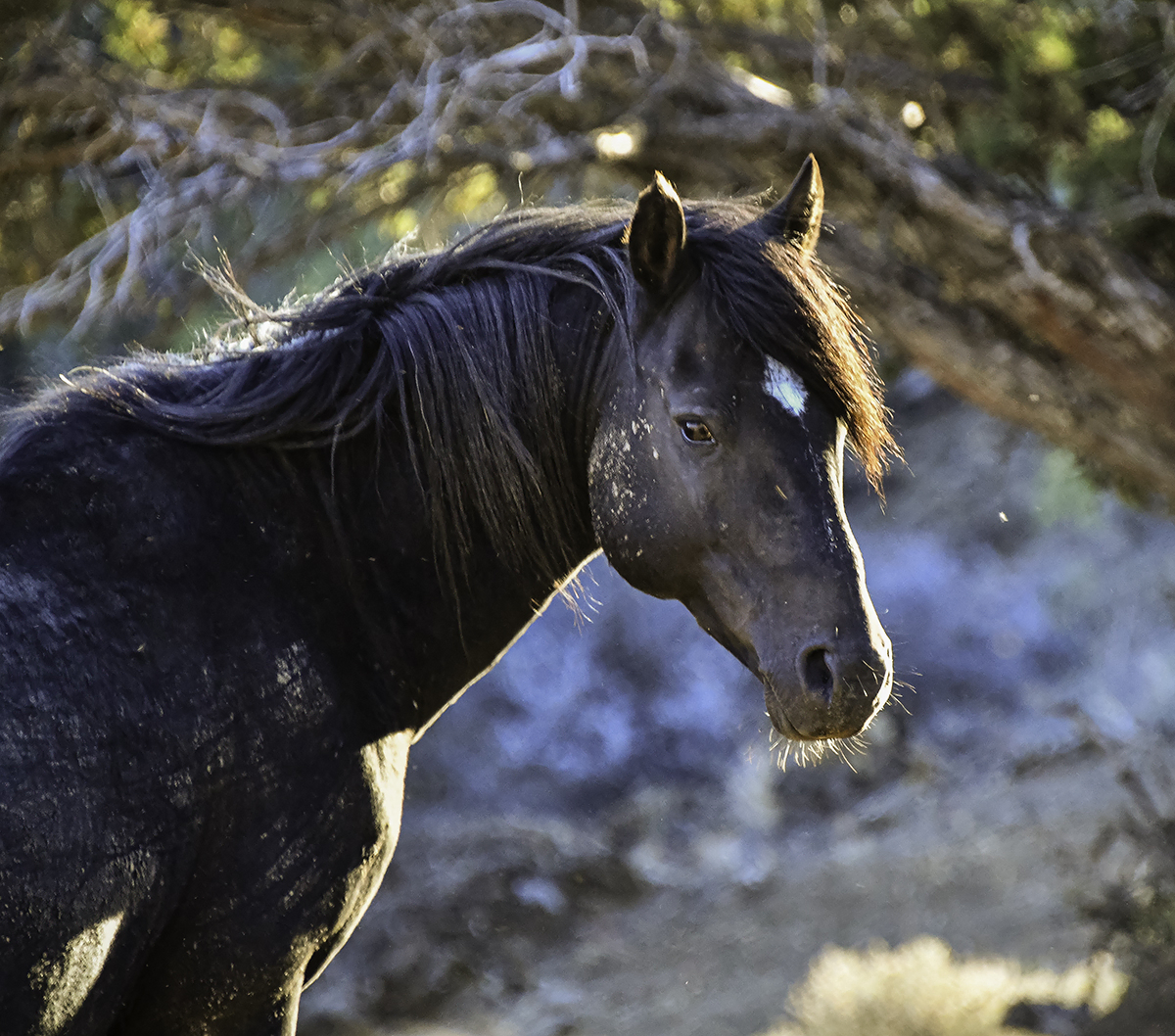 A black horse looks at the camera.
