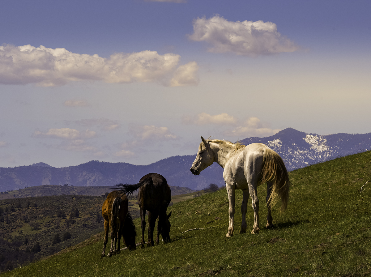 Three wild horses on a hillside with mountains beyond.