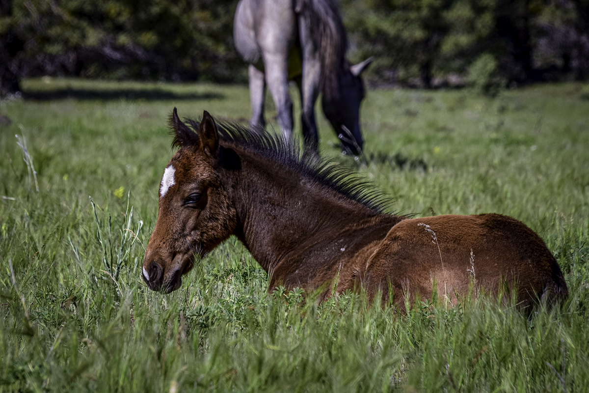 A wild foal lies in the grass.