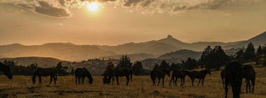 Wild horses in a field at sunset.