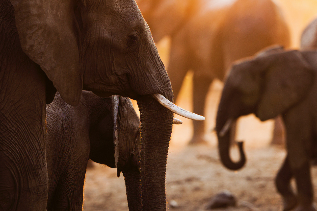 Elephants at sunset in Botswana.