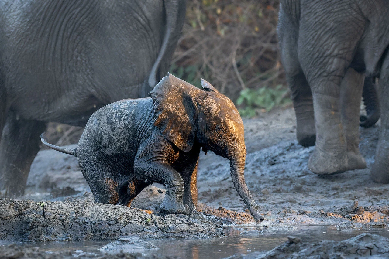 A baby elephant plays in the mud in Hwange National Park, Zimbabwe.