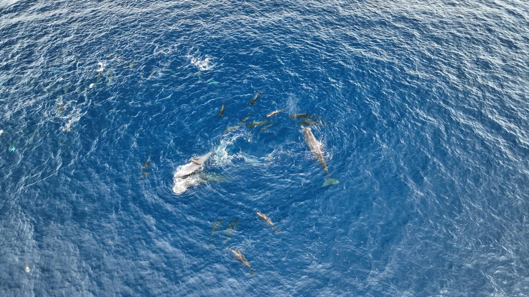 Sperm whale birth seen from above in the Eastern Caribbean.