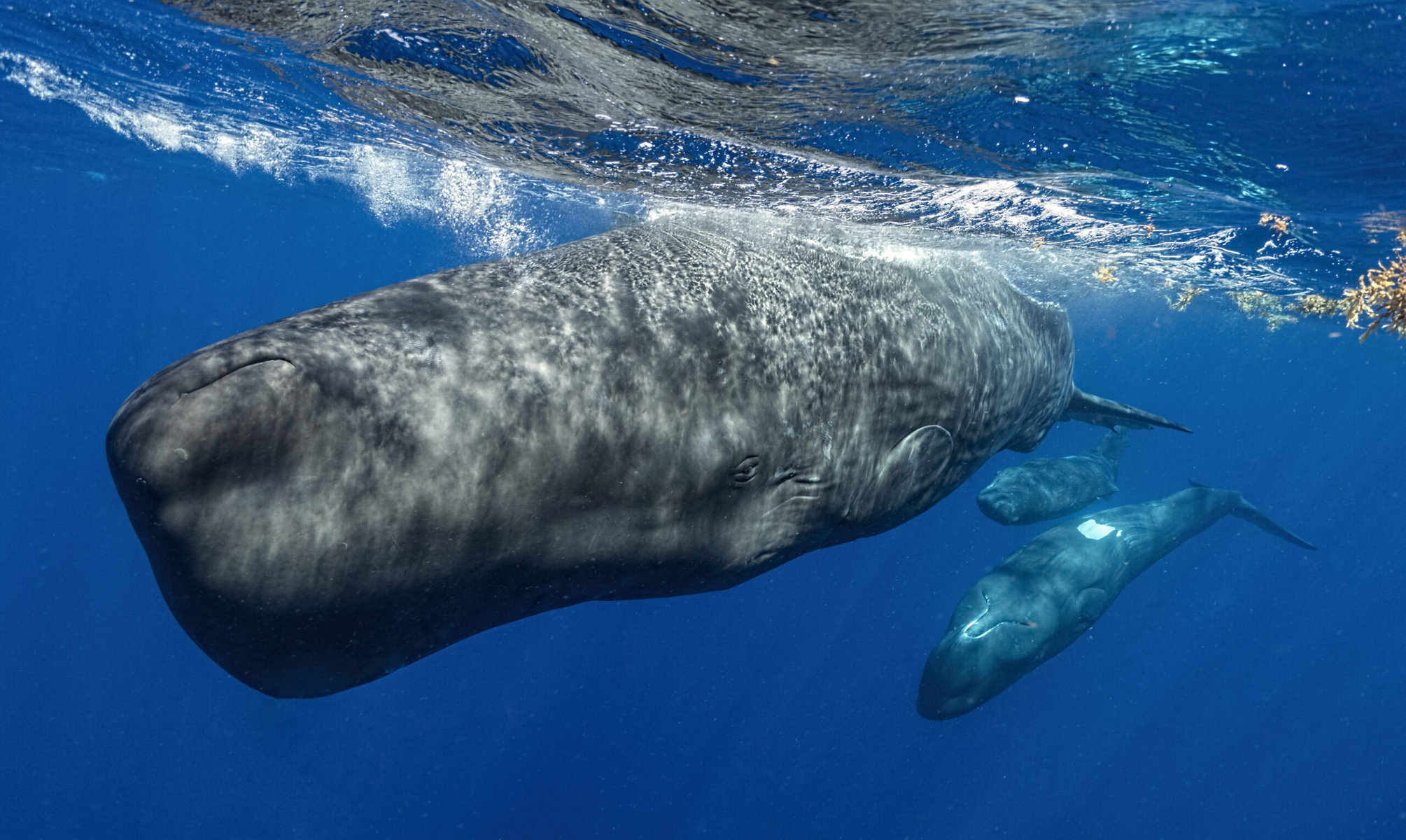 Sperm whale swimming