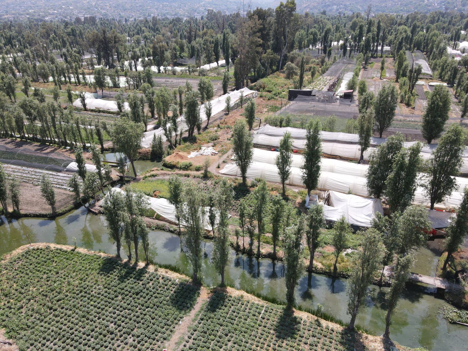 An aerial view of chinampas, floating gardens, with trees growing around the edges.