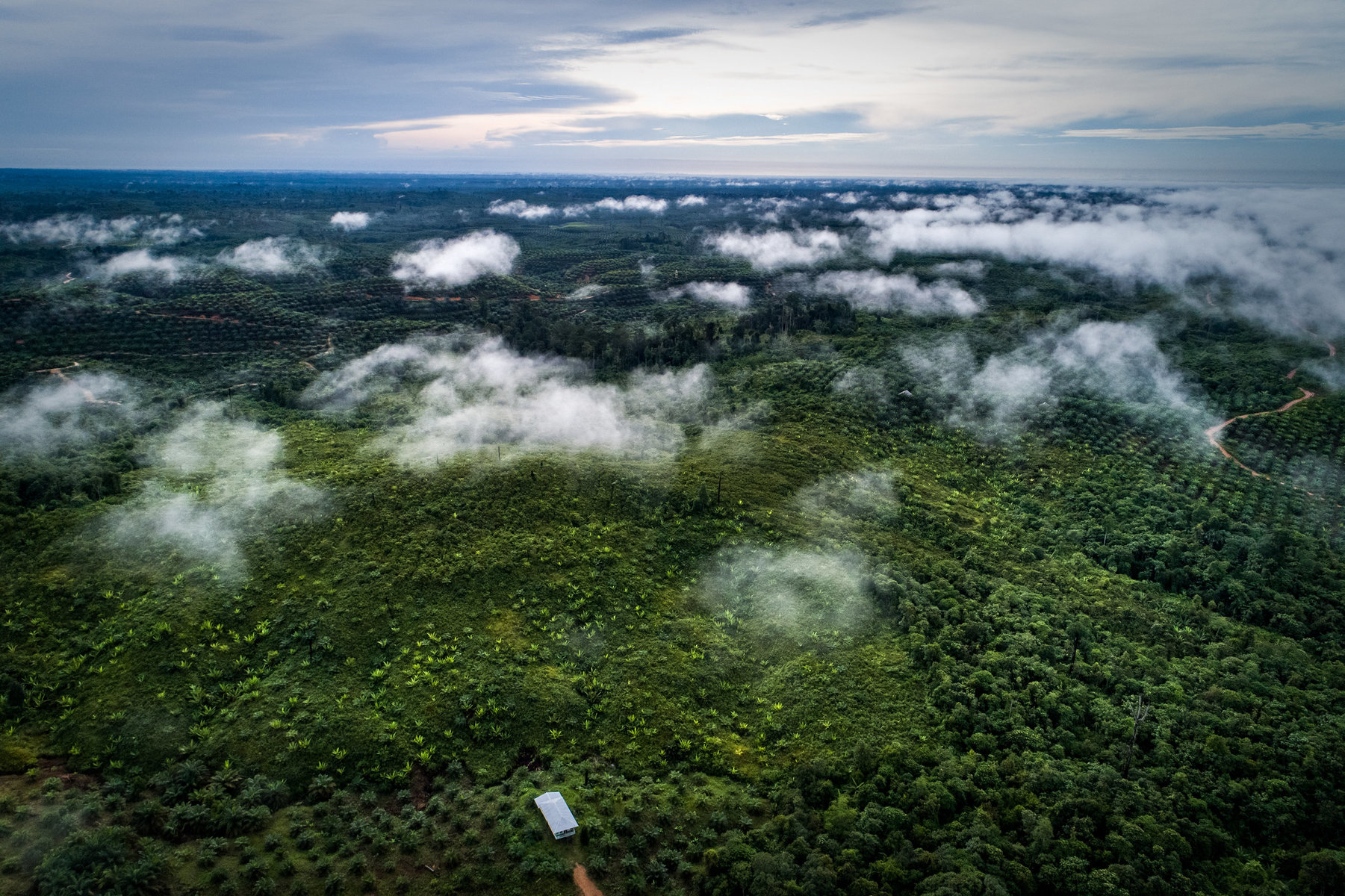 An aerial view of a palm oil plantation in Indonesia.