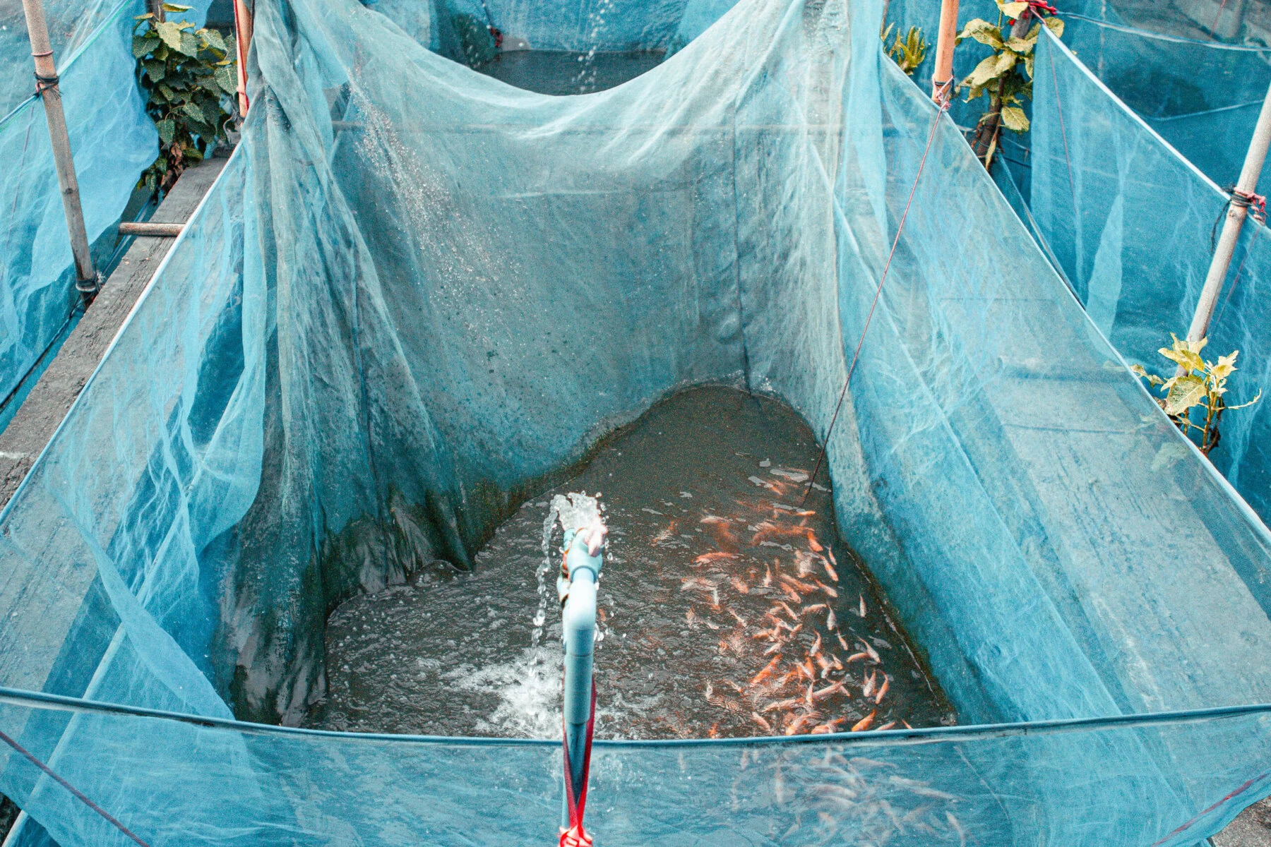 A fish farm in Bangkok.