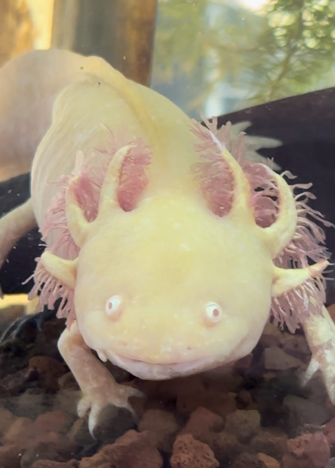An axolotl, yellow and orange, looks at the camera.