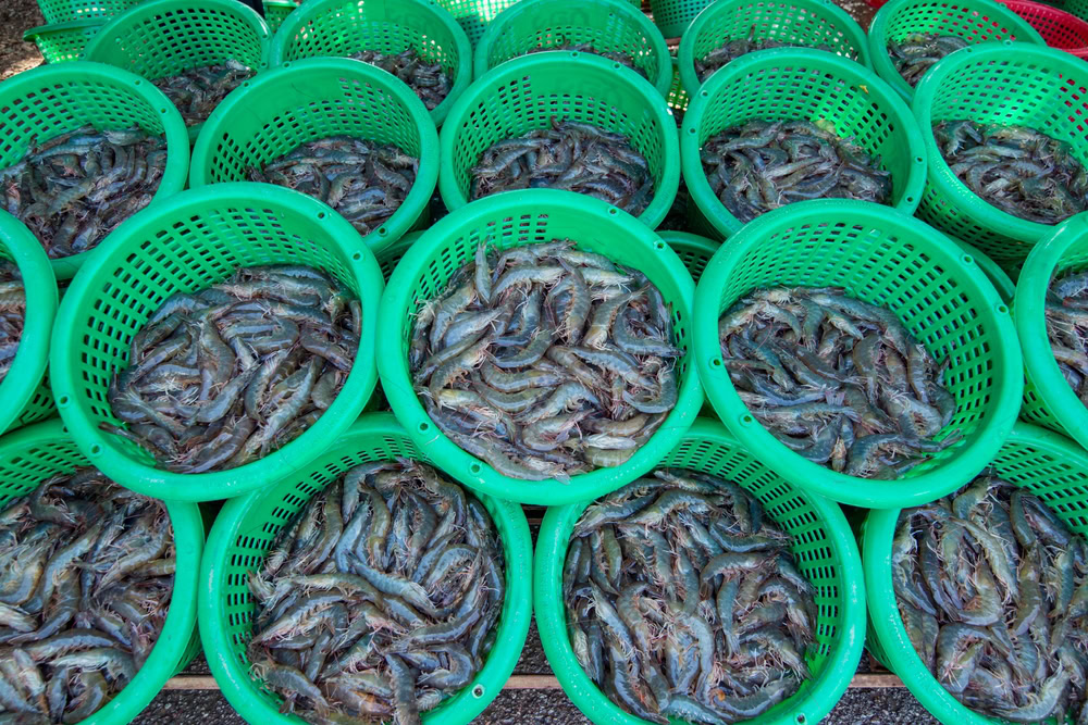 Baskets full of shrimp.