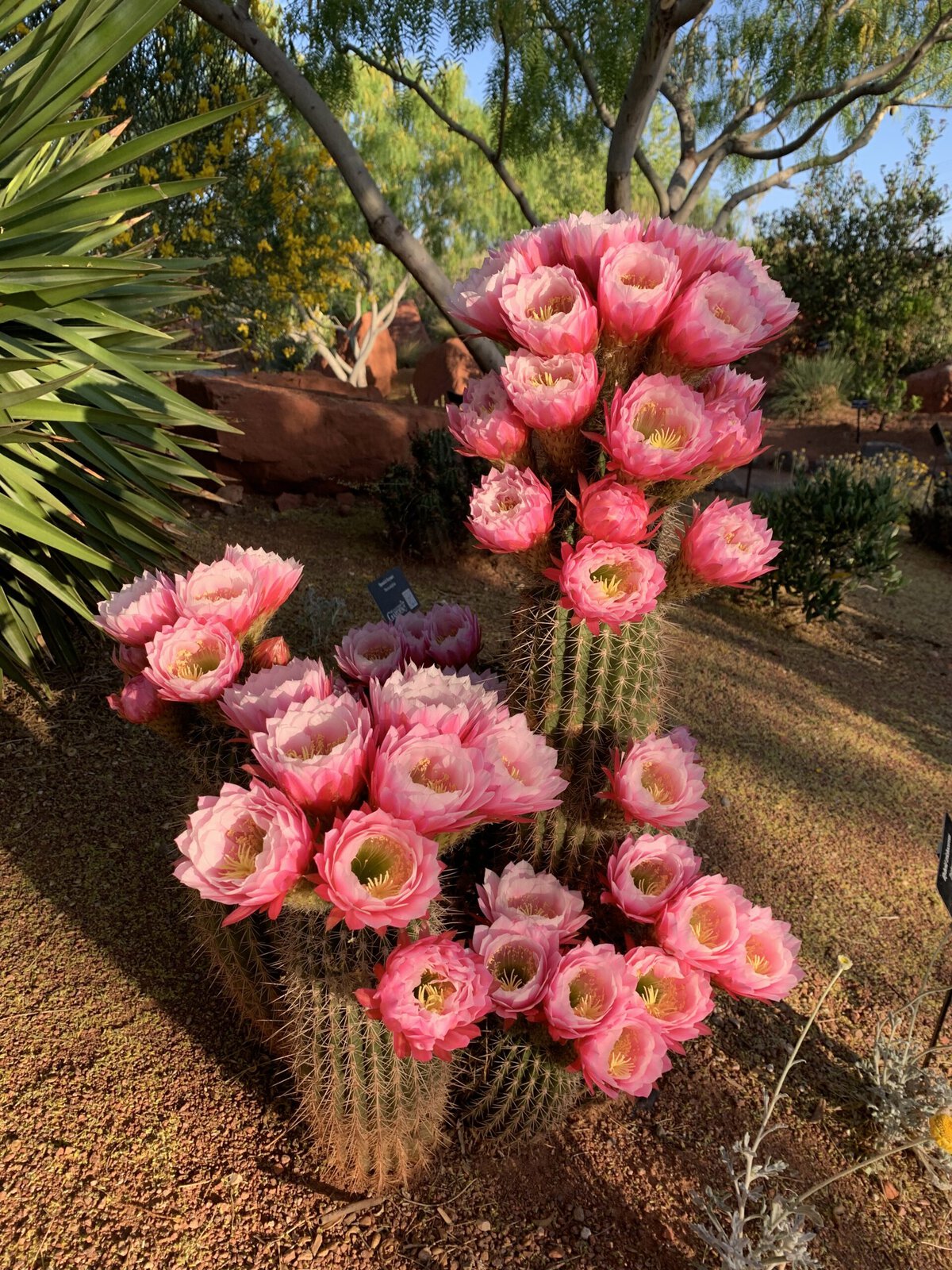 Blooming cacti at Red Hills Desert Garden in St. George. 