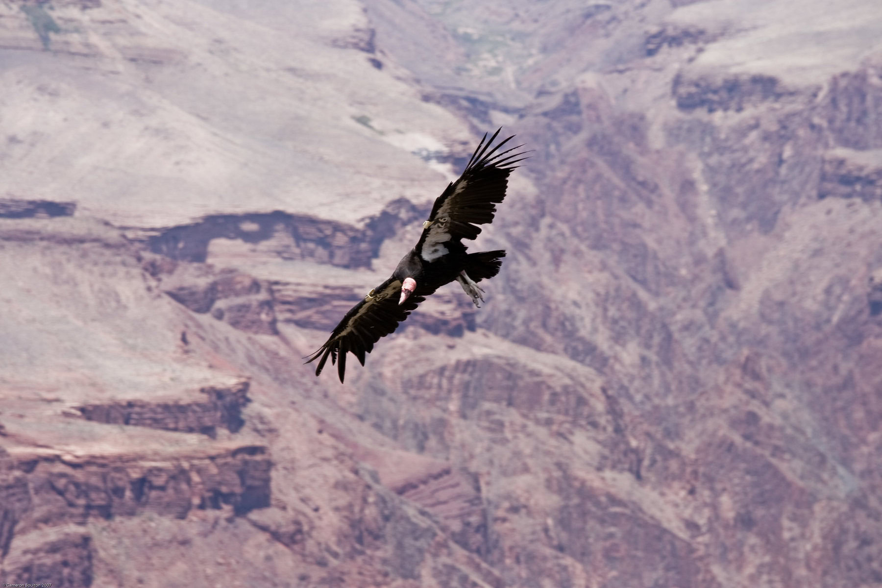 A critically endangered California condor flies over the Grand Canyon. 