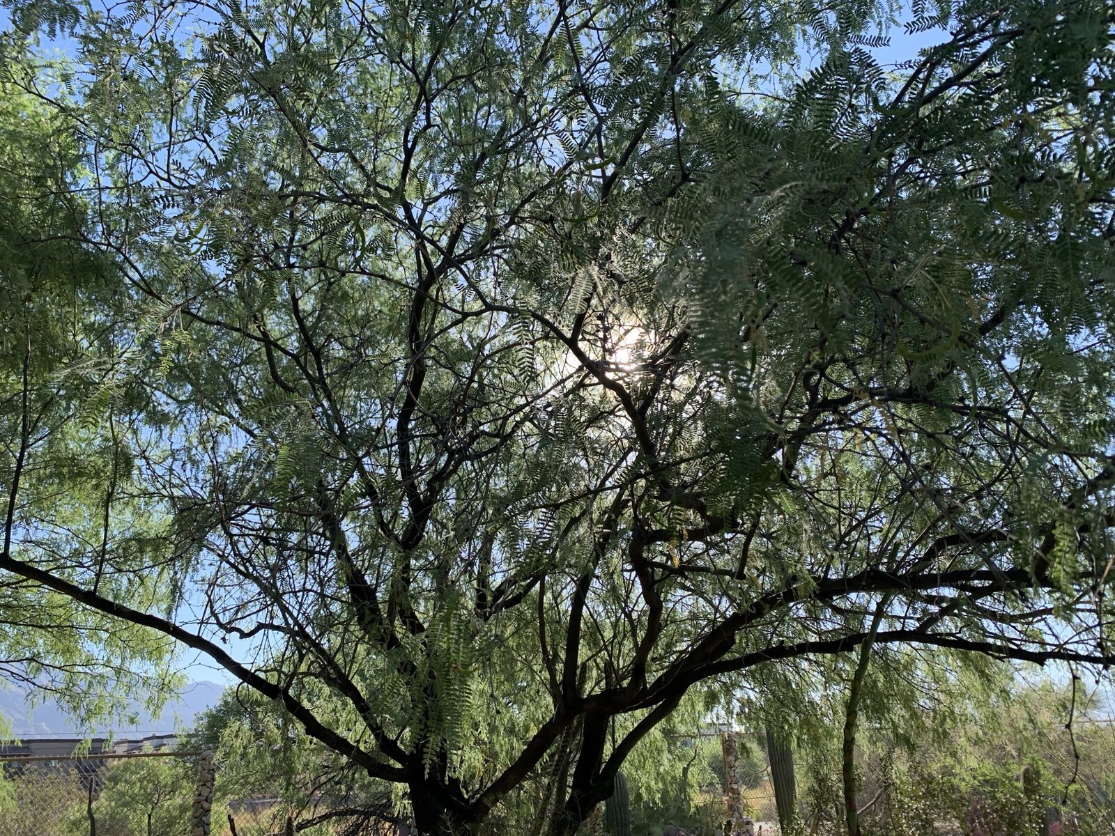 A mesquite tree.