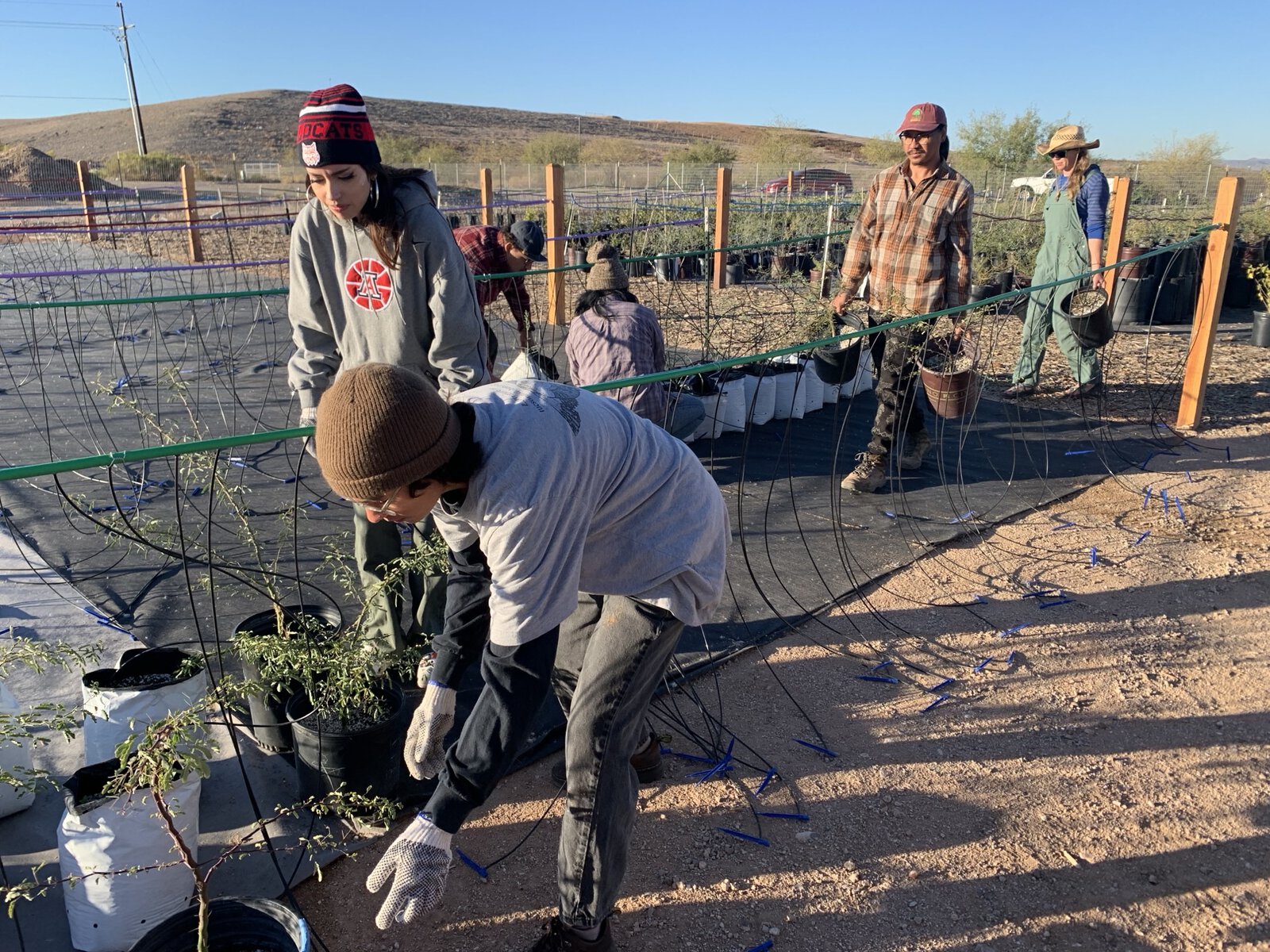 Youth employed by Tucson Million Trees work to place and irrigate young trees. 
