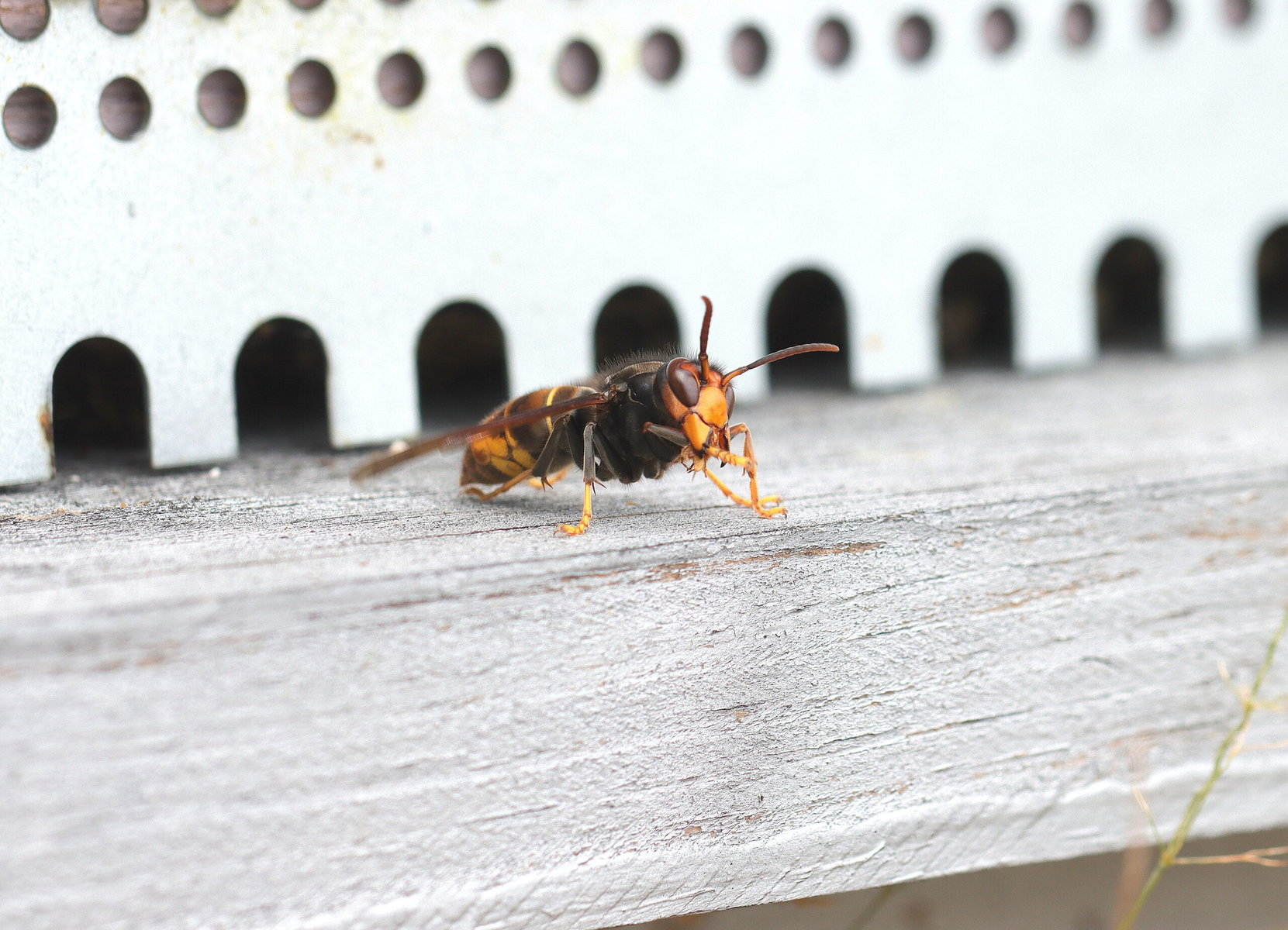 An Asian hornet outside a hive.