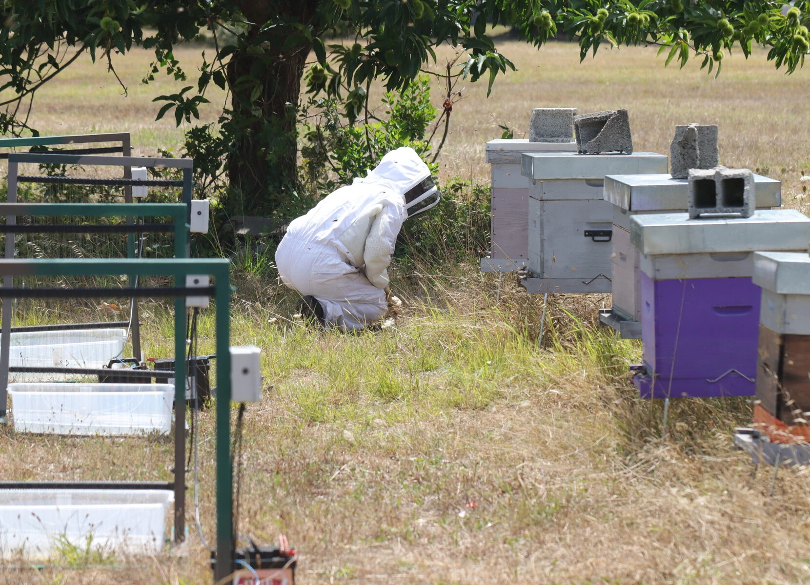A beekeeper crouches in front of hives with electric harps set up in a row next to them.