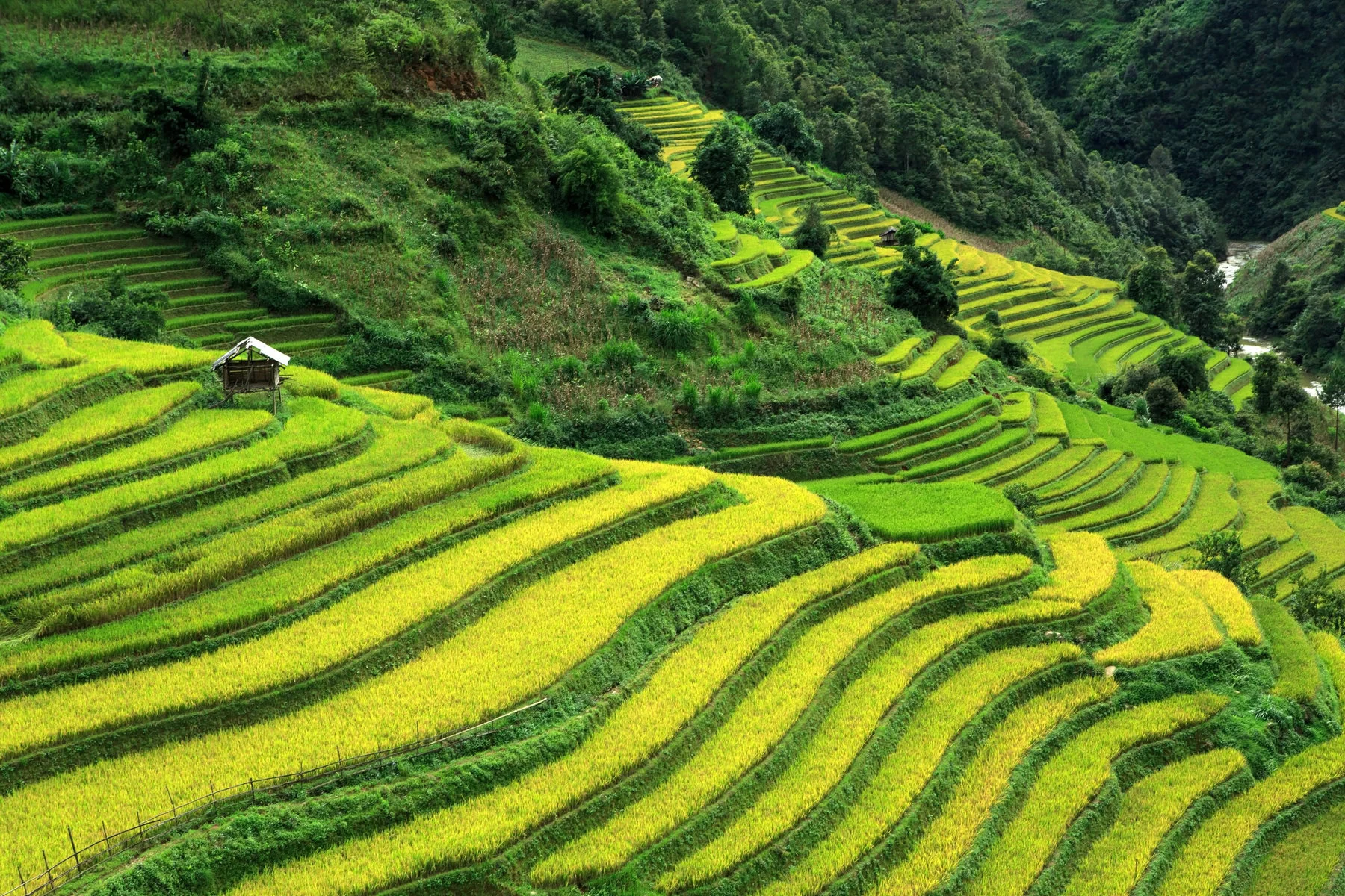 Terraced rice fields in northwest Vietnam. 