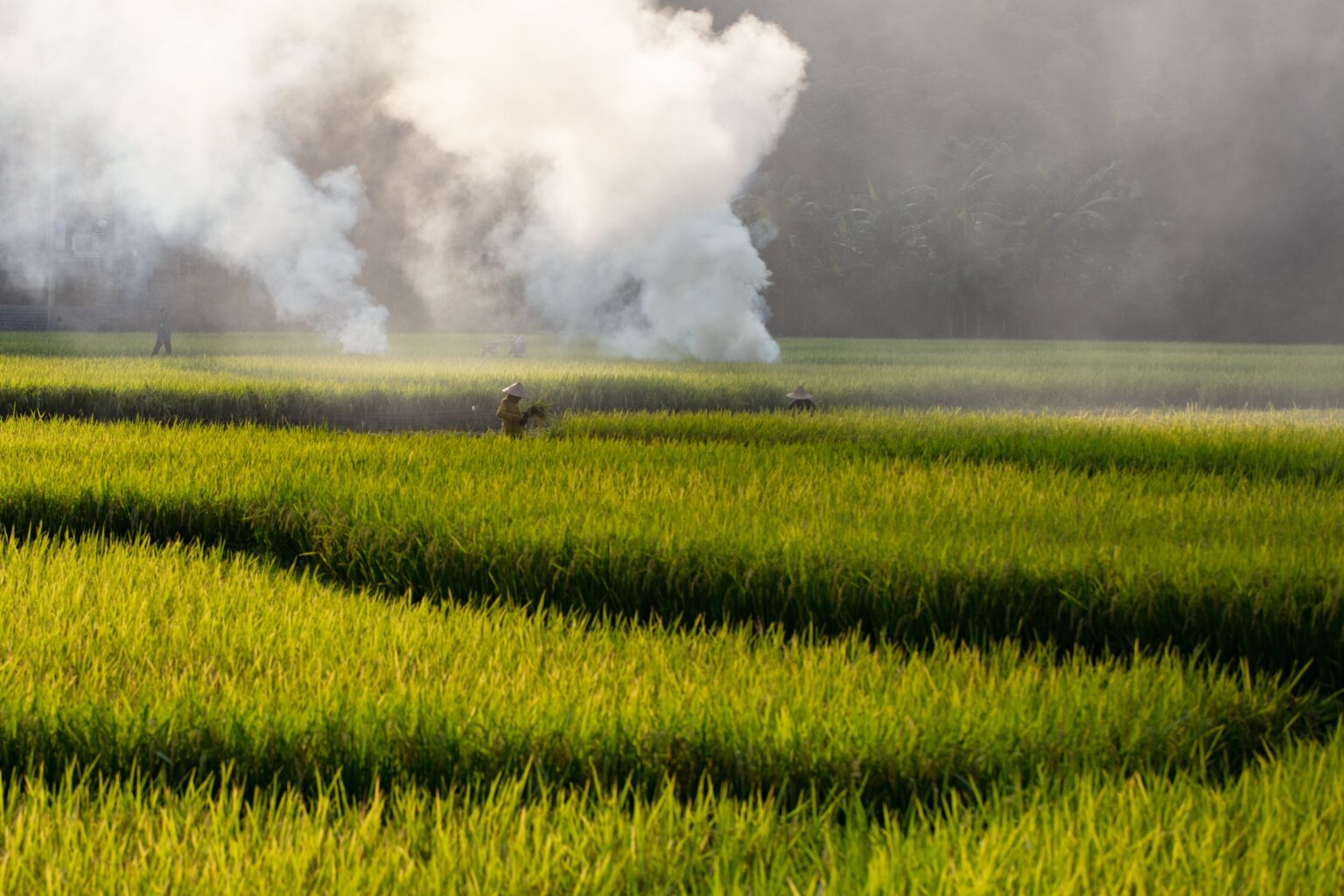 How 'Farmfluencers' Are Making Vietnam's Rice Fields More Sustainable