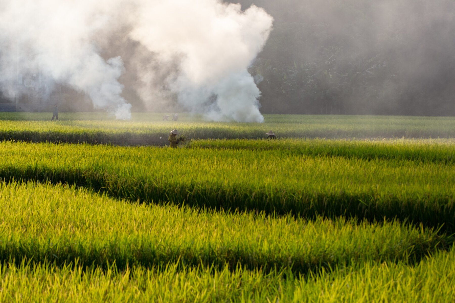 Rice straw being burned in a field with plumes of smoke rising.