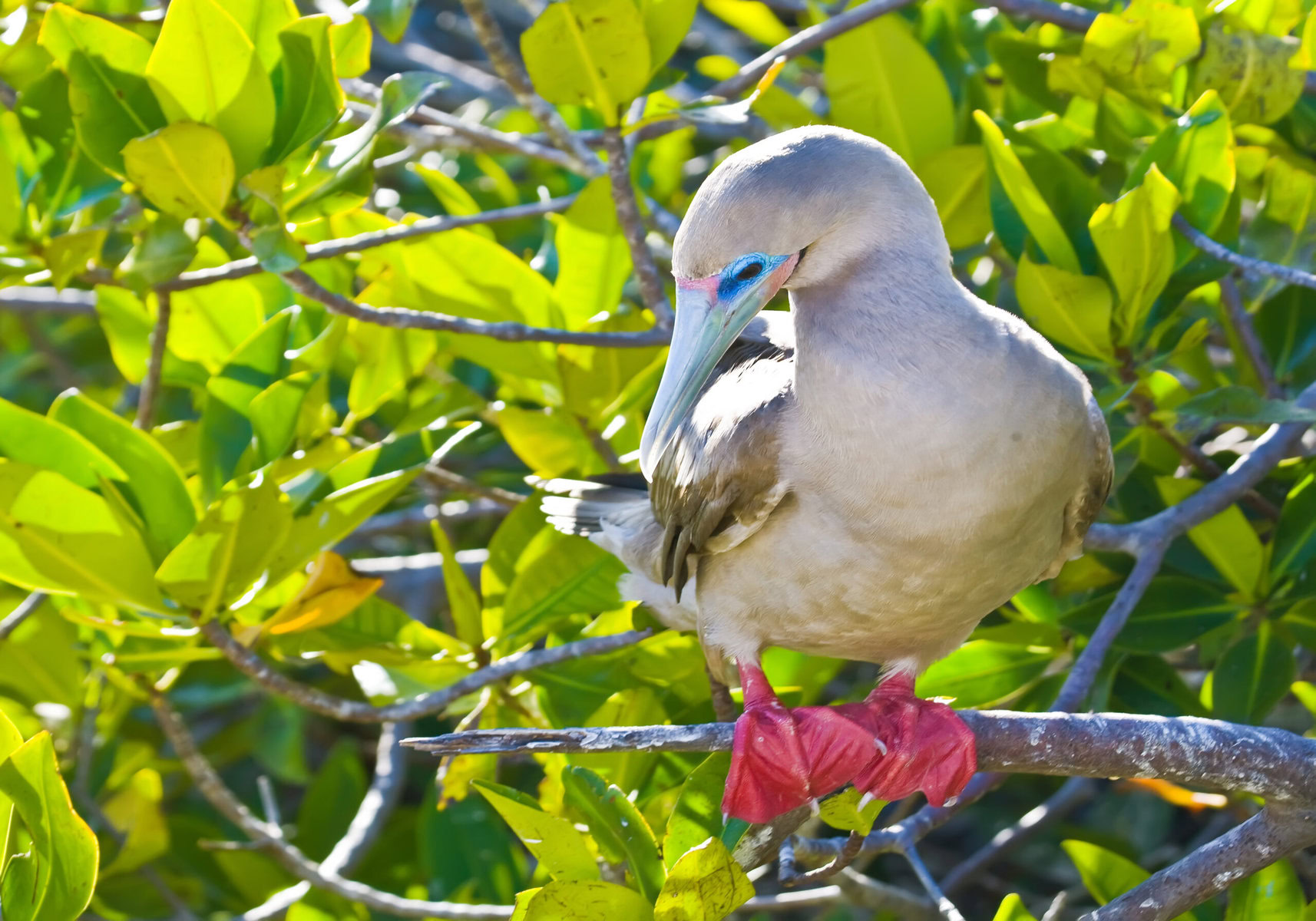 A red-footed booby sits on a branch.