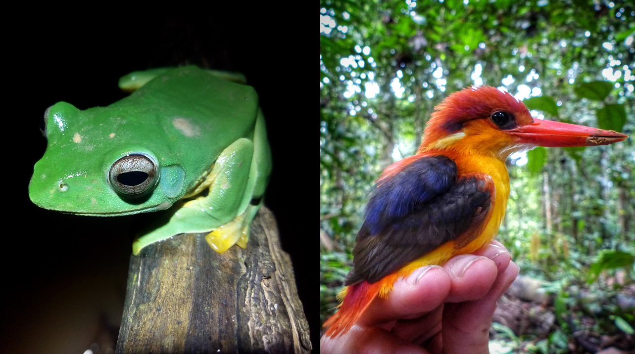 A bright green frog and a colorful bird.
