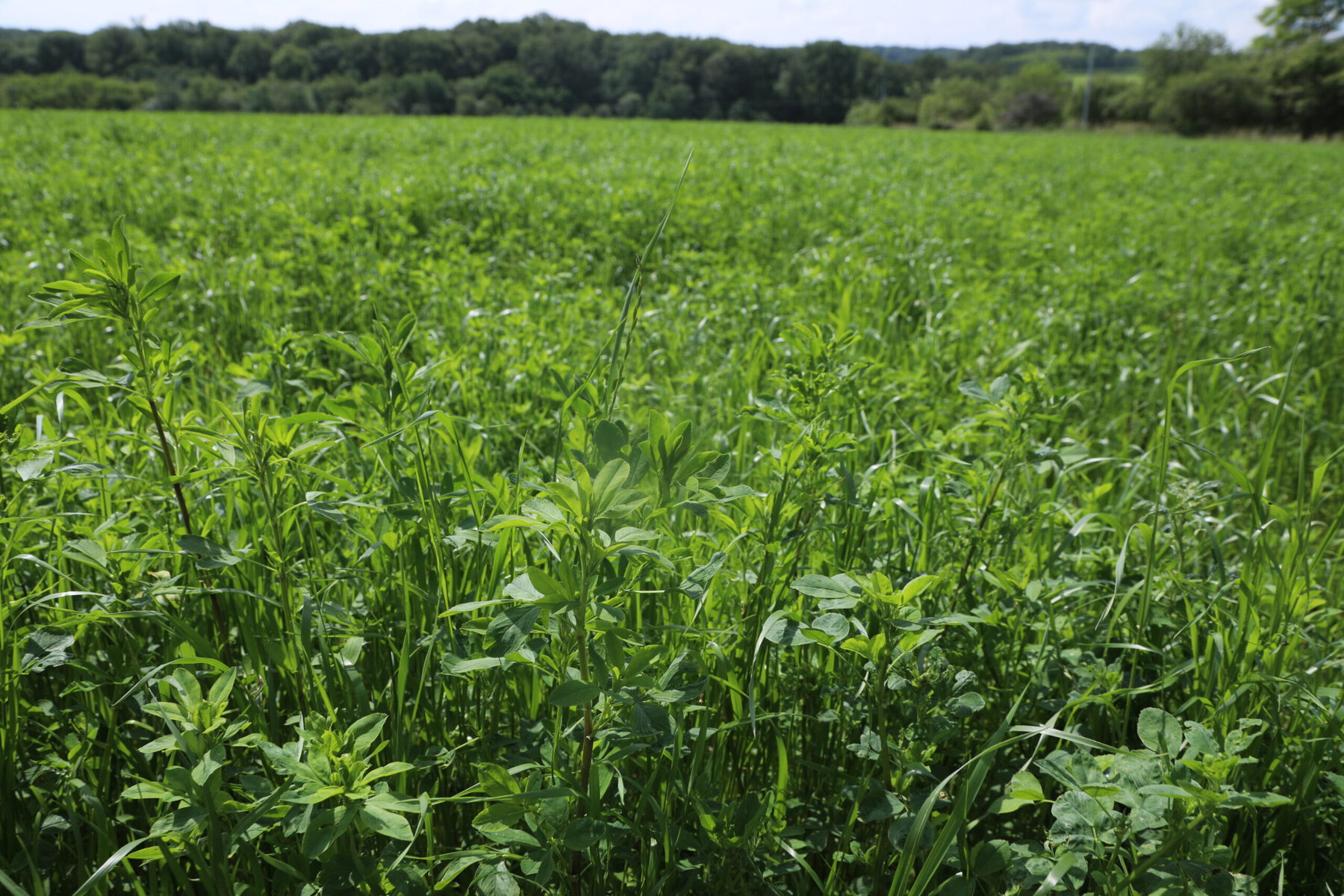Alfalfa, which helps improve soil fertility, on Jerome Forgeot's farm