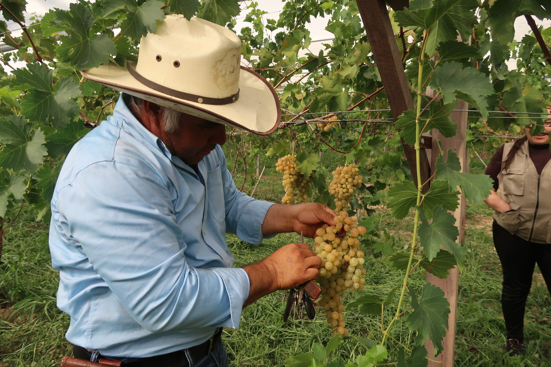 Jaime Cardona shows the grapes he is growing.