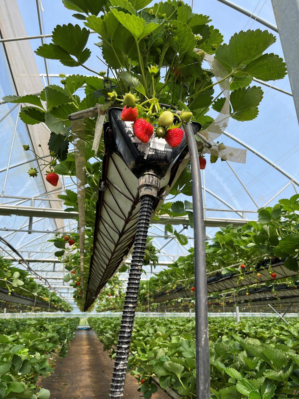 A view of strawberries growing in a greenhouse.