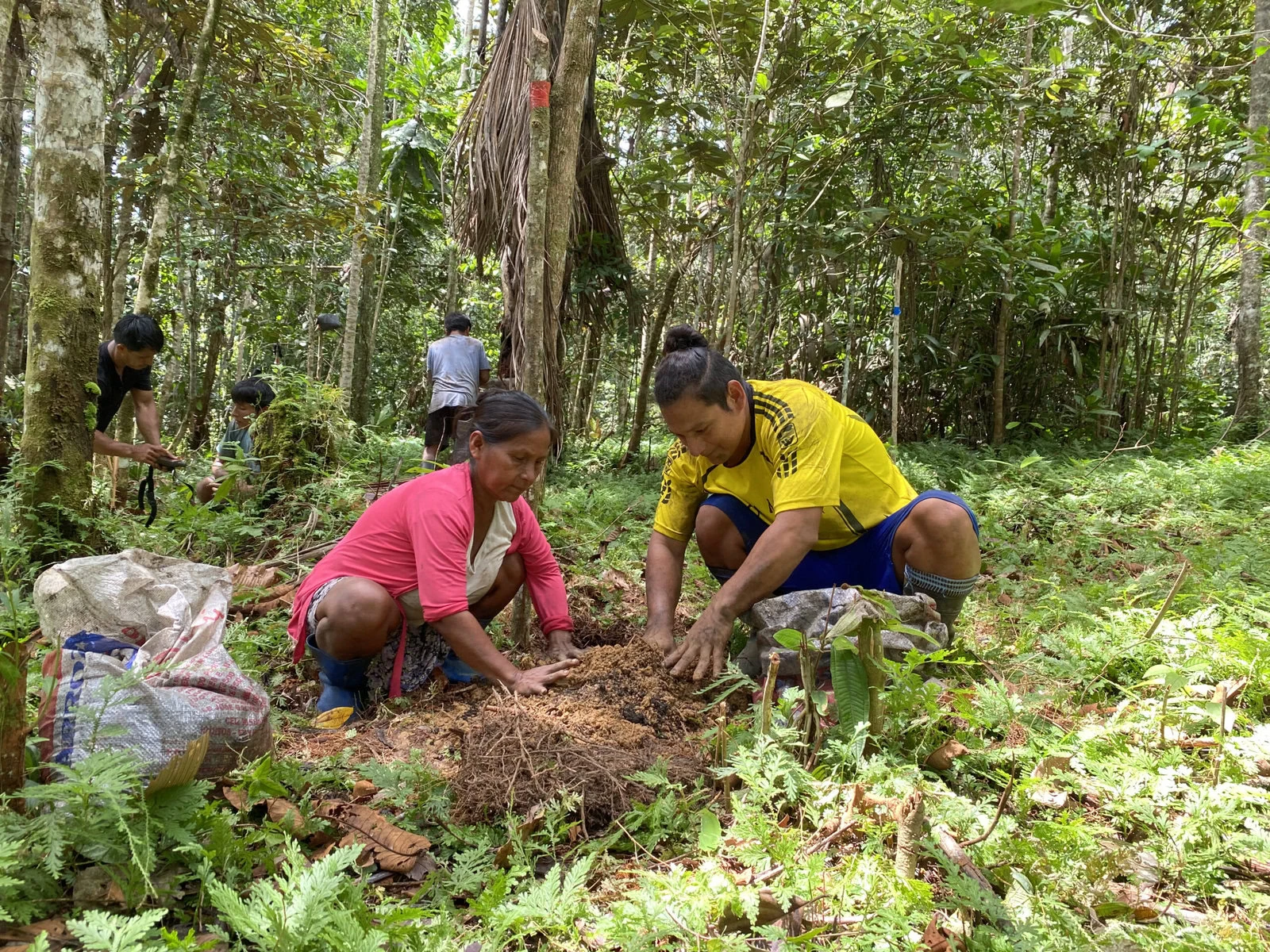 Farmers from the Maijuna Indigenous community in Nueva Vida on the Yanayacu River plant trees in their new agroforestry systems.