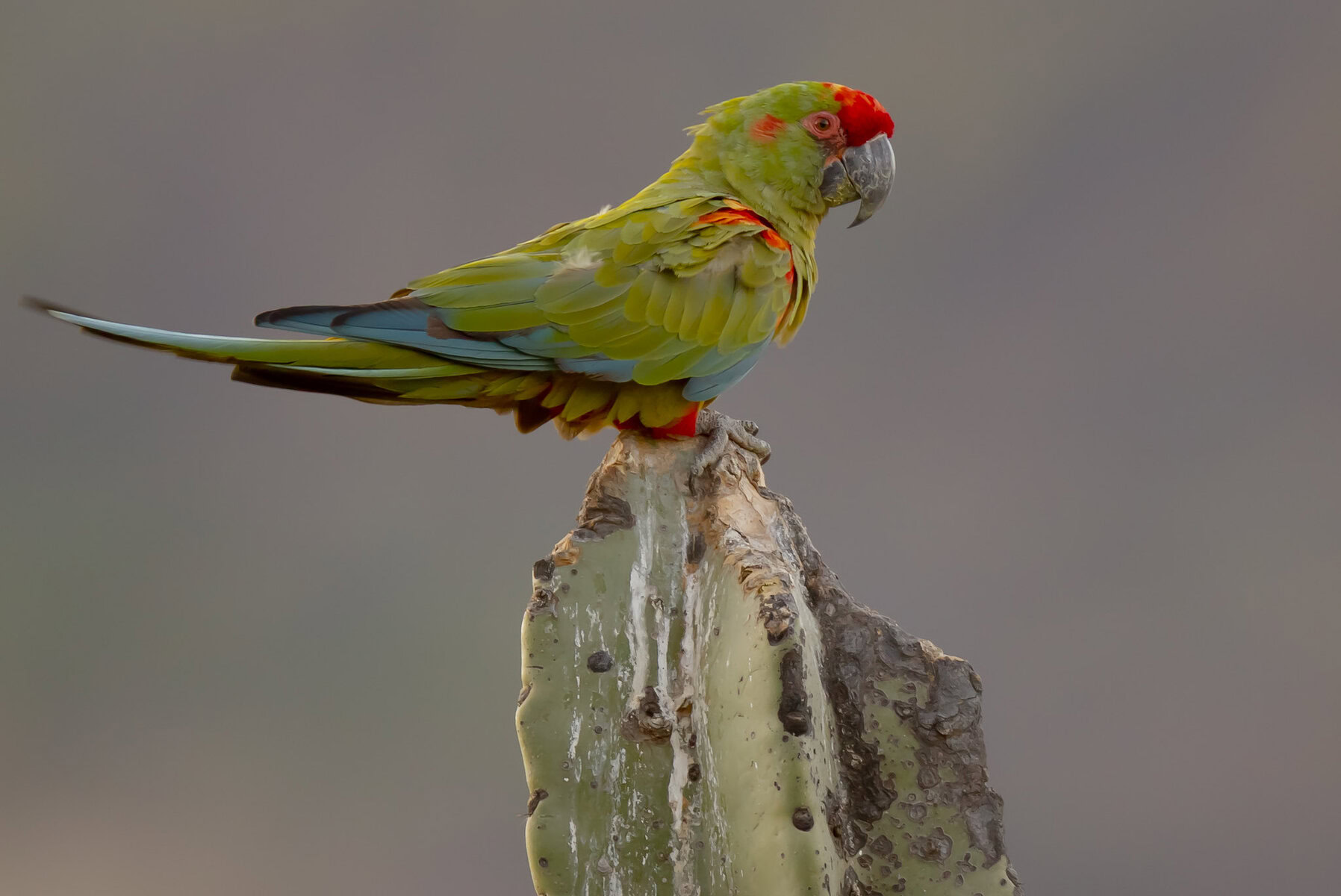 Perched red-fronted macaw.