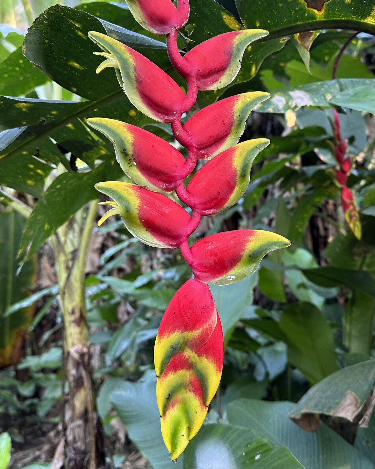 The Heliconia flower, nicknamed the Lobster Claw.