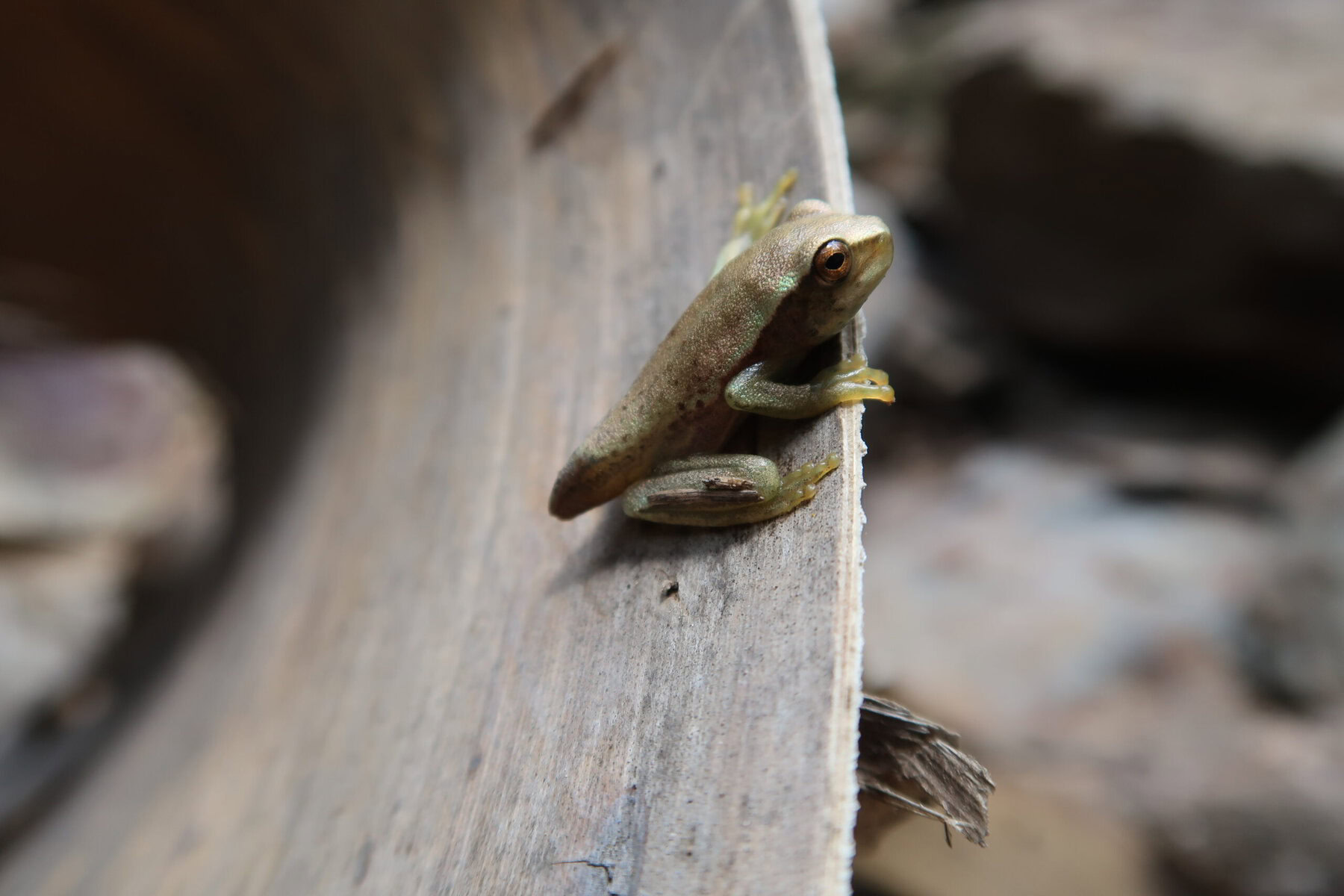 A frog perched on a fence or wall.