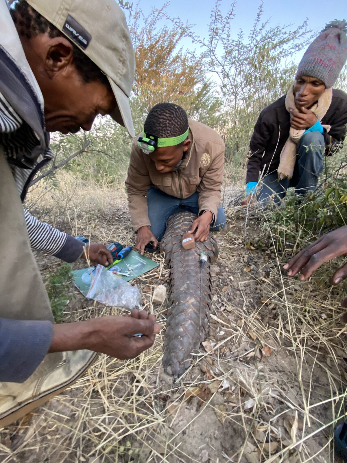 San rangers tagging a tracked pangolin.