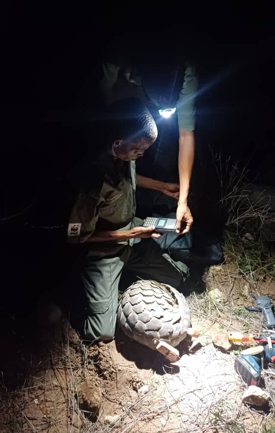 A ranger uses a GPS tracker to tag a pangolin in the dark.