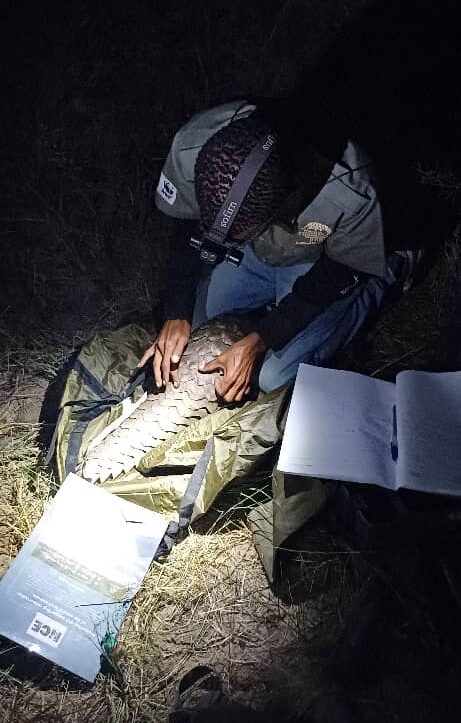 A Namibia pangolin in hands of a ranger.