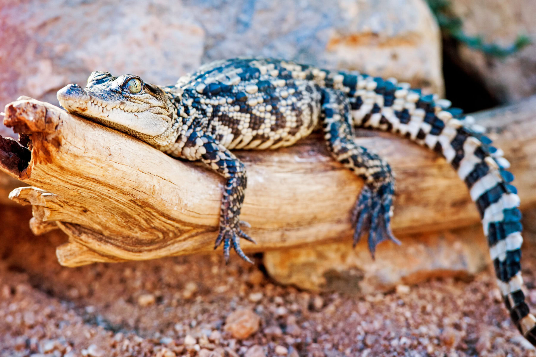 A baby Siamese crocodile on a log.