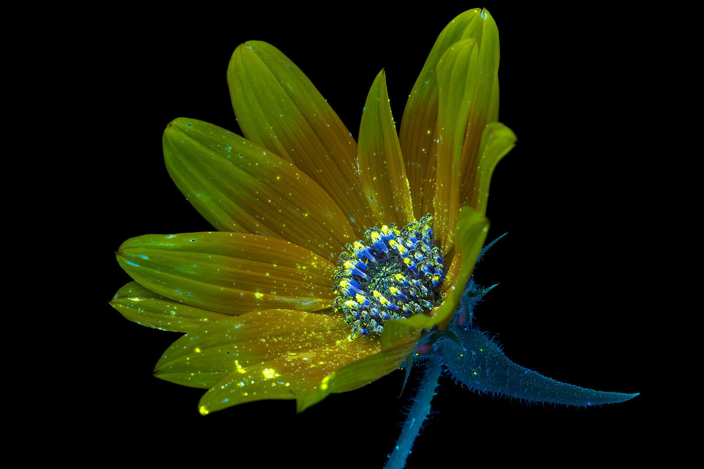 The photographer Craig P. Burrows uses innovative camera techniques to capture what plants, such as this slender sunflower, look like to honeybees.