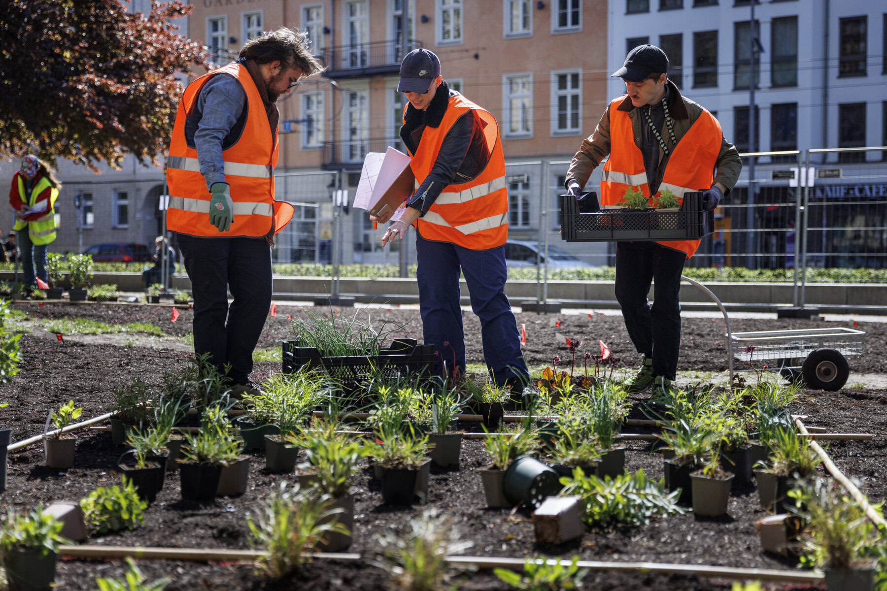 Planting of Alexandra Daisy Ginsberg: Pollinator Pathmaker LAS Edition in May 2023, commissioned by LAS Art Foundation.