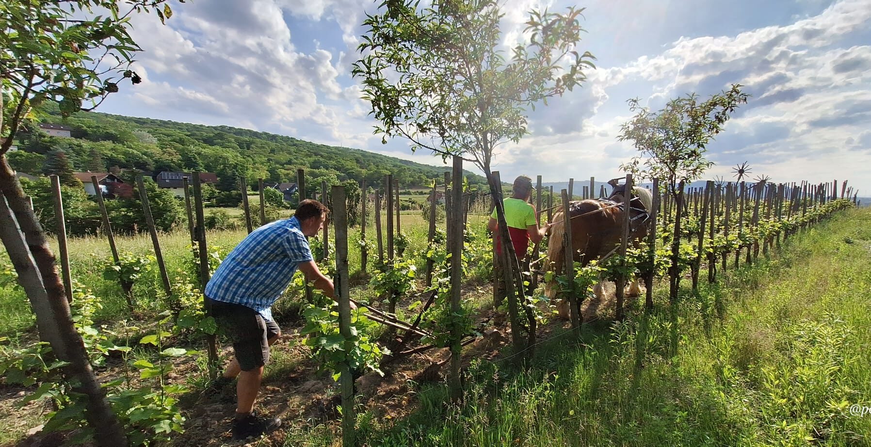 Friedberger (back) and horse owner Stippich (front) in work in Friedberger‘s Stockkultur vineyard.