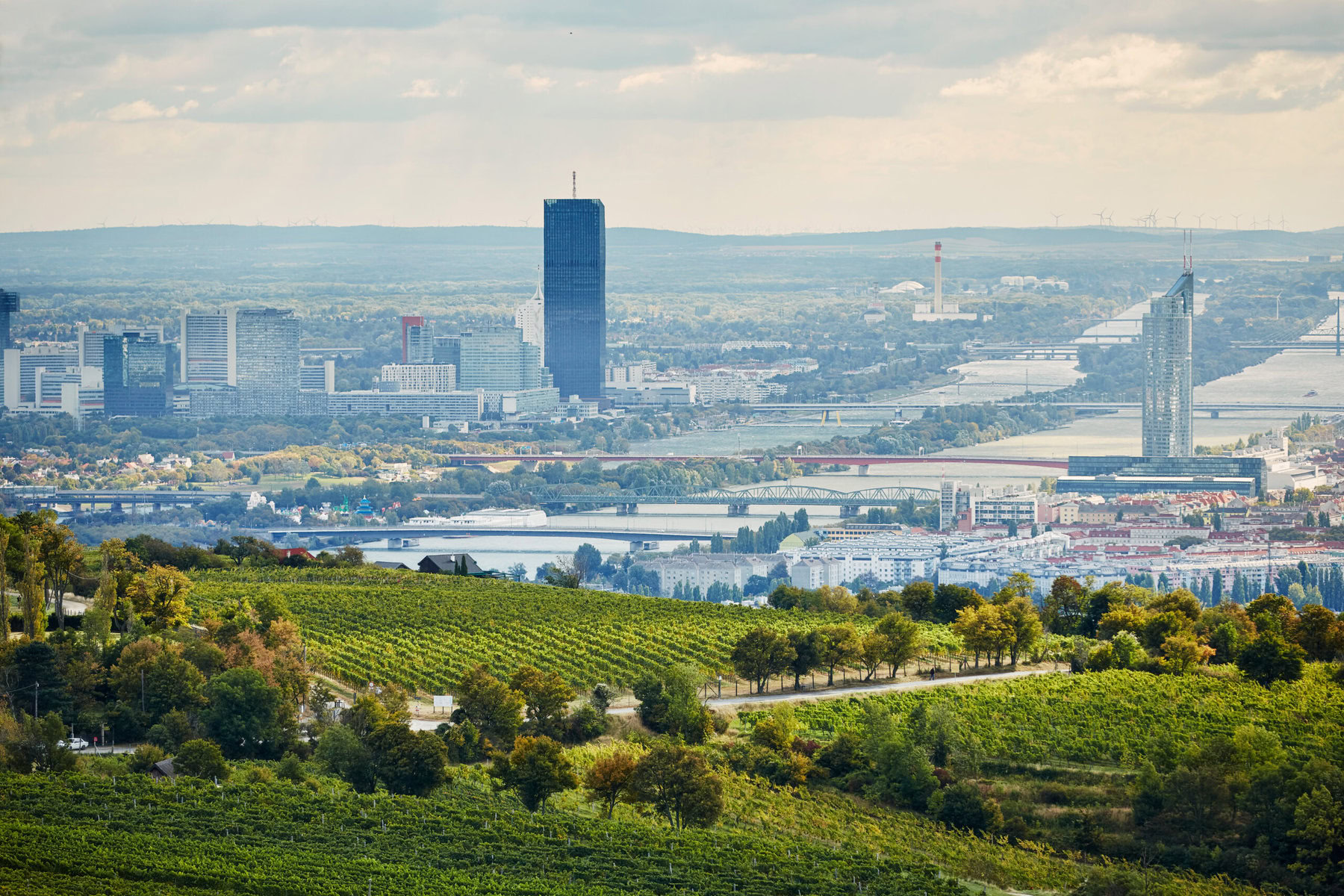 Mitterberg, Rothen and Langteufel vineyards overlook Vienna.