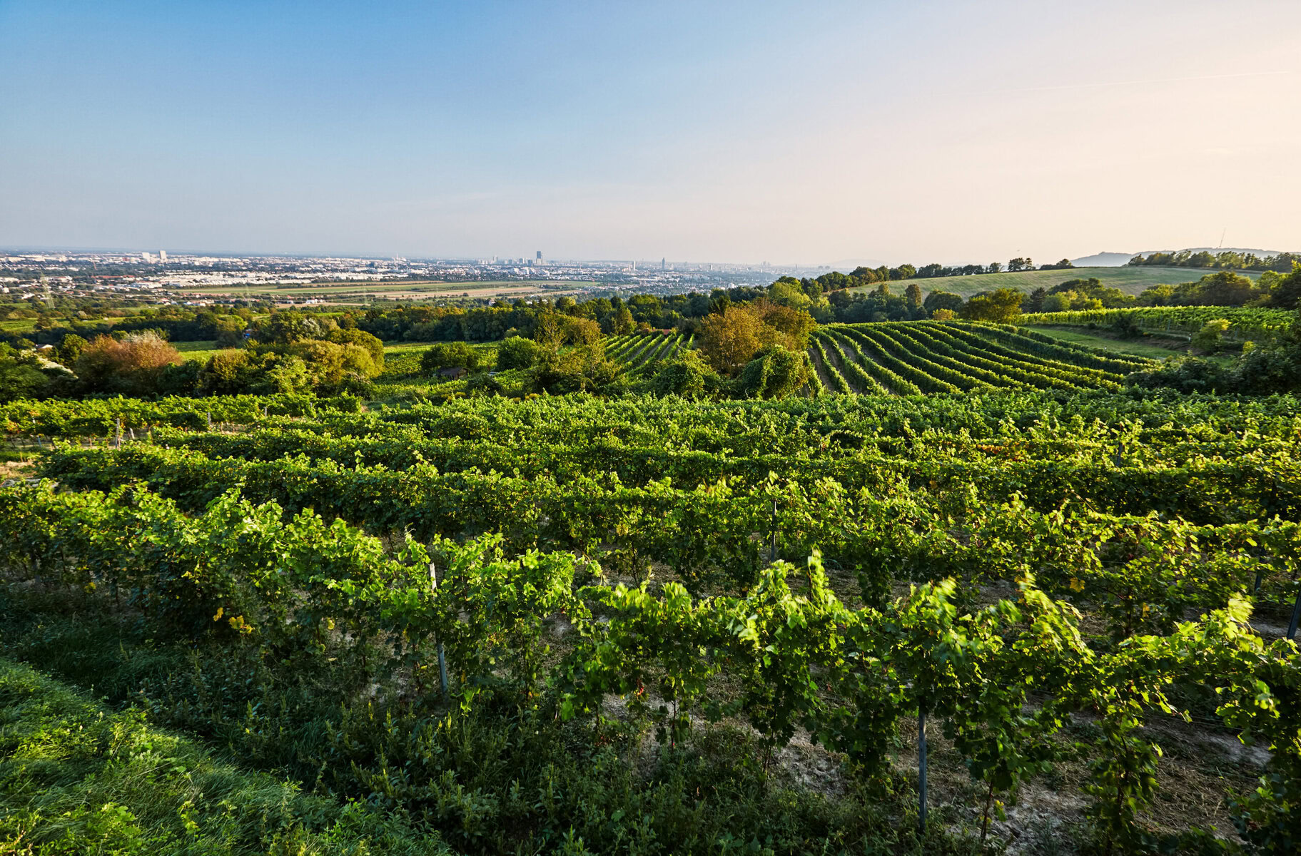 Eighty-five-year-old Gemischter Satz vineyard Ried Wiesthalen.