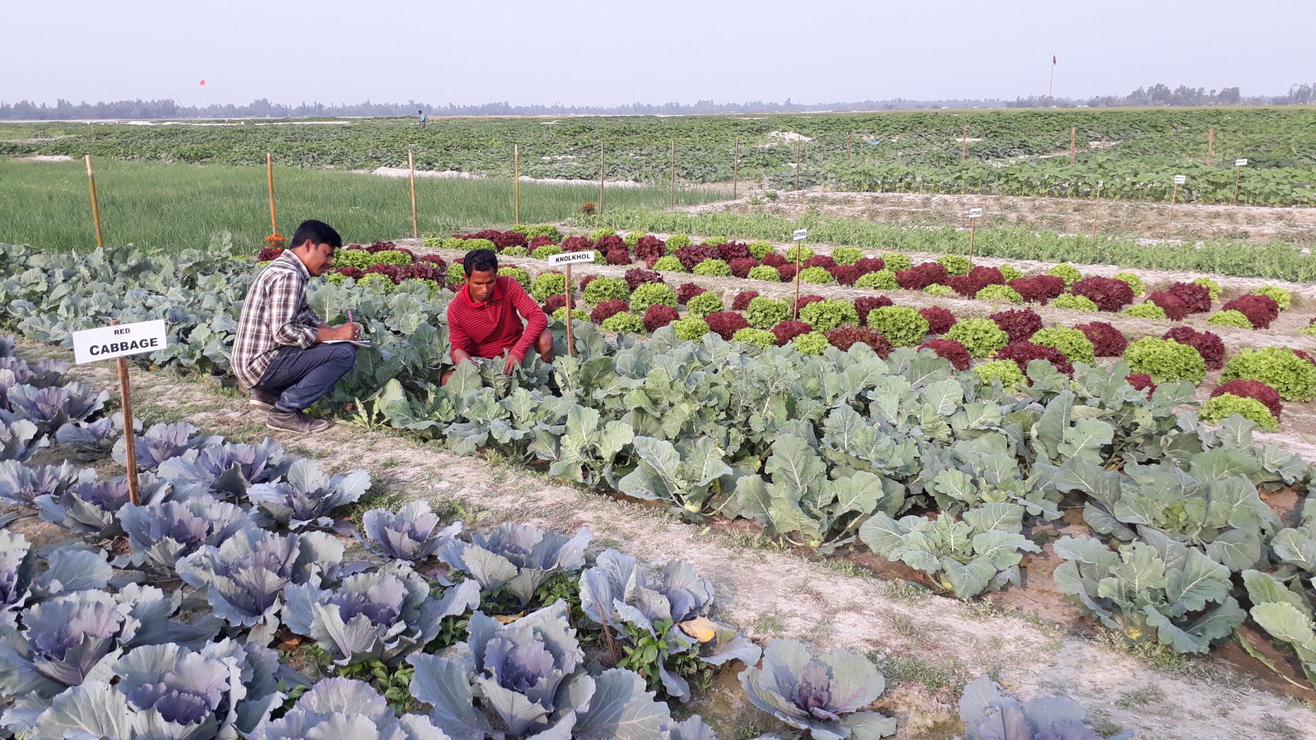 Farmers crouch among rows of vegetables.