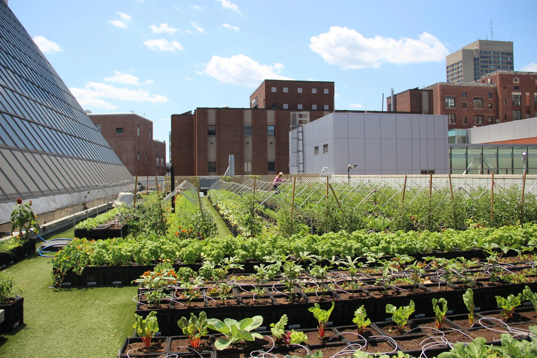 Boston Medical Center's first rooftop farm.