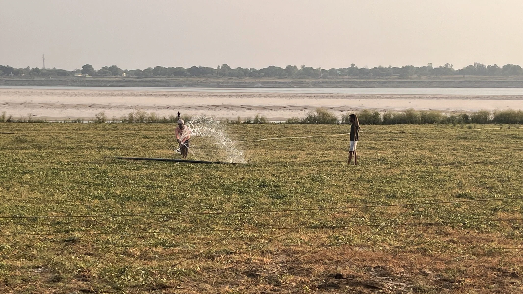 Irrigating the crop with river water.