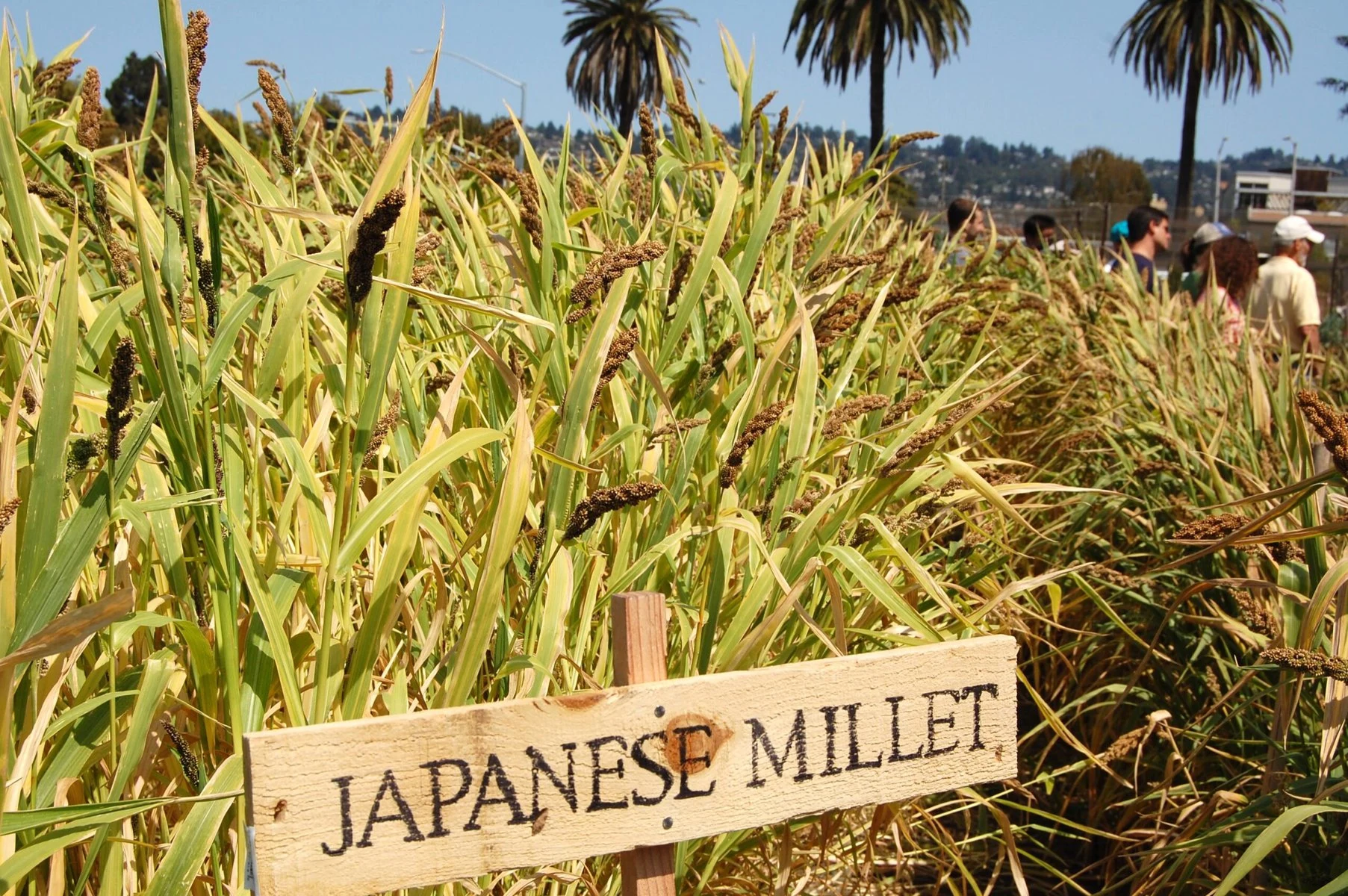 Japanese millet growing in a field.