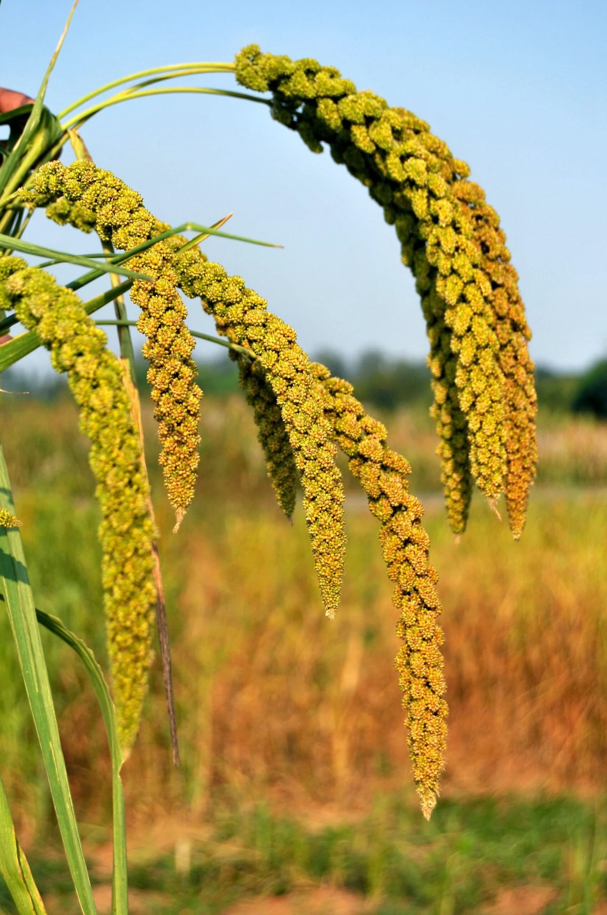 Foxtail millet.