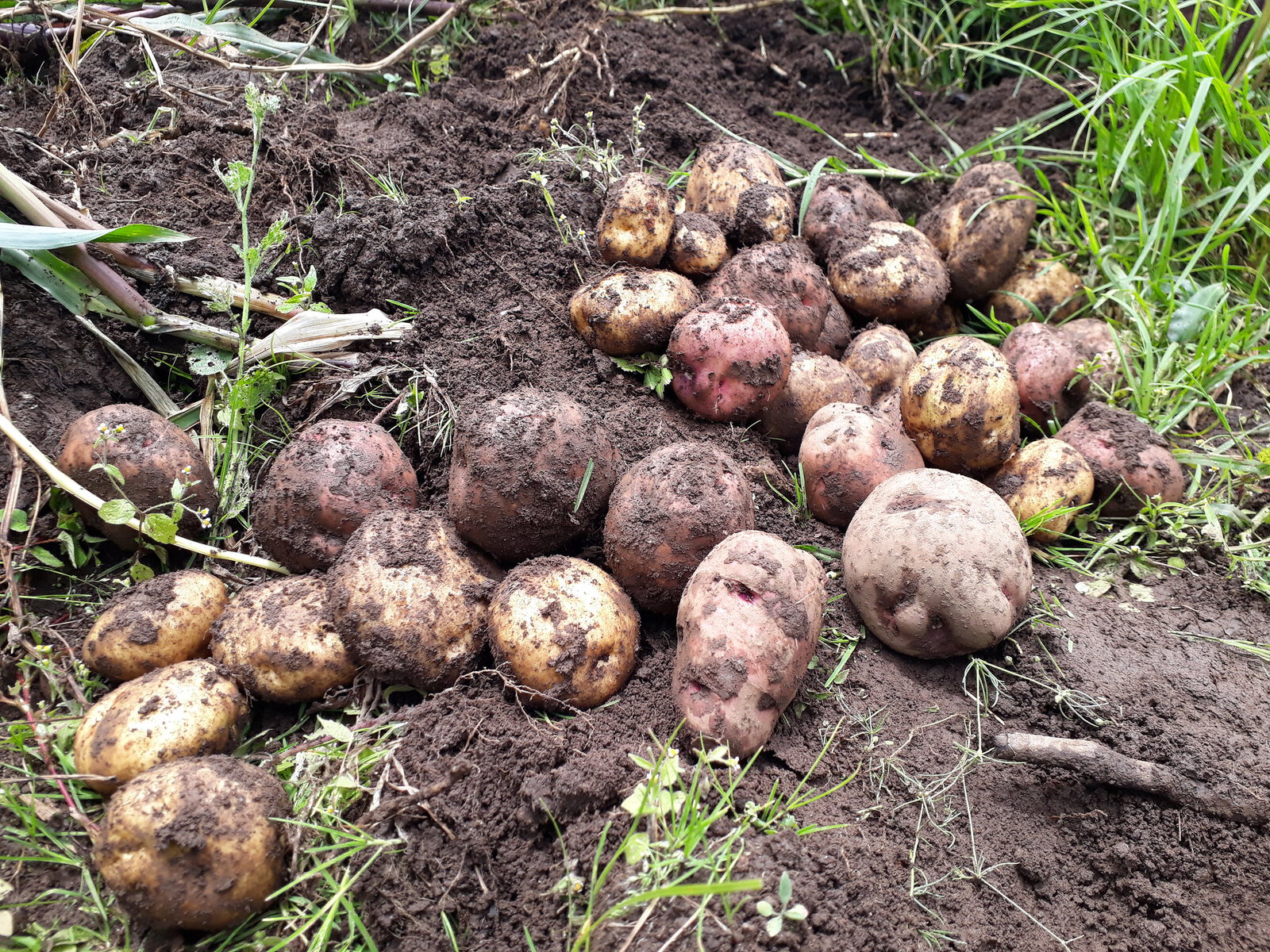 Potatoes grown in radical terraces.